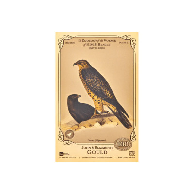 John ja Elizabeth Gould Aurum - H.M.S. Beagle'i kollektsioon